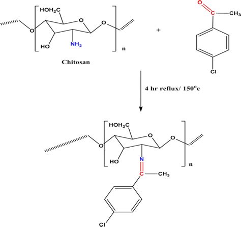 Schematic Diagram Of Chitosan 4 Chloroacetophenone Schiff Base