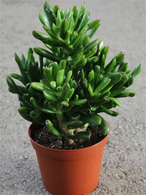 Crassula Ovata Hobbit Hobbit Jade World Of Succulents