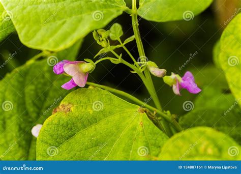 Purple Flowers Of Green Bean On A Bush French Beans Growing On The