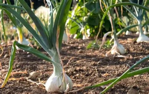 How To Grow Walla Walla Onions Shuncy Love The Green Veggie