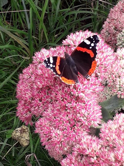 Dans Mon Jardin Marie Du Val Couesnon Flickr