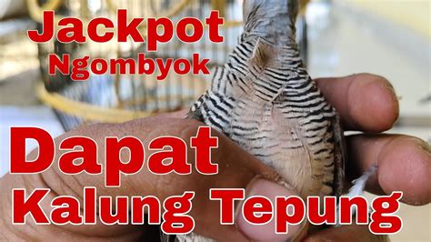 Perkutut Kalung Tepung Lokal Alamdari Ombyokan YouTube