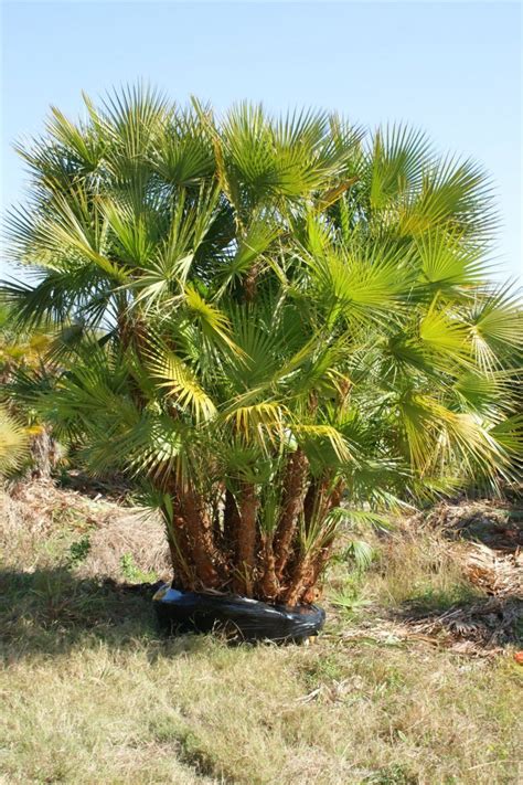 Paurotis “Everglades” Palm – Jacksonville's Tree Source