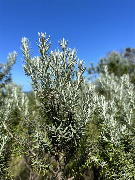 Coastal Daisy Bush From Great Otway National Park Johanna VIC AU On