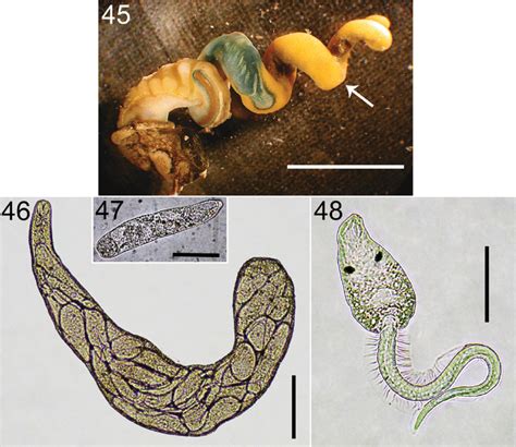 Euhaplorchis Californiensis Euca 45 Overview Of A Colony In A