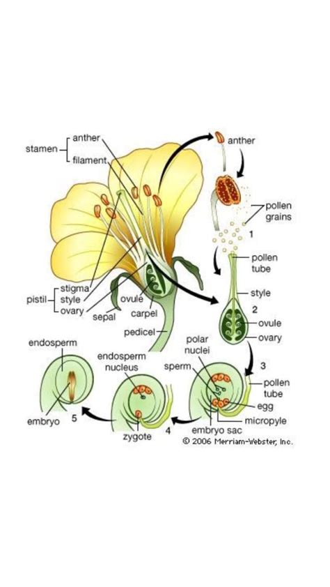 Pollination – Artofit