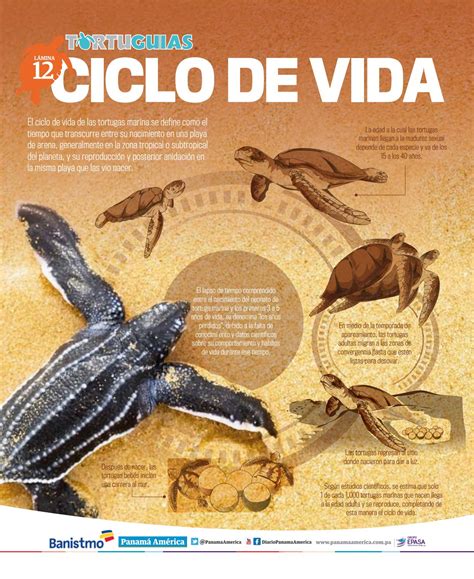 12 Ciclo De Vida By Fundación Tortuguías Issuu