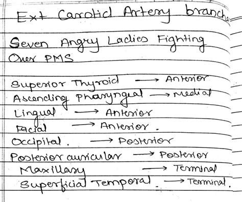 Internal Carotid Artery Branches / internal carotid artery branches ...