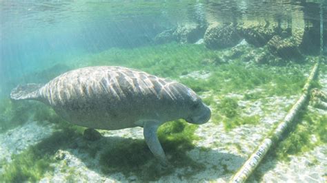 Florida Los Manatíes Siguen Muriendo En Número Récord