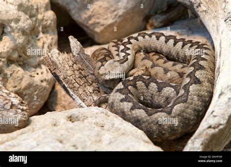 Long Nosed Viper Hi Res Stock Photography And Images Alamy