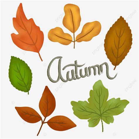 Autumn Leave Hd Transparent Different Leaves Autumn Stickers Pack