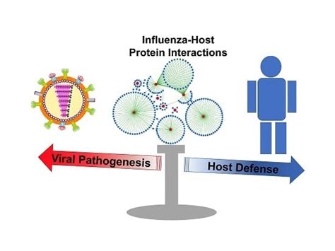 Ijms Free Full Text Influenza A Virus Host Protein Interactions Control Viral Pathogenesis