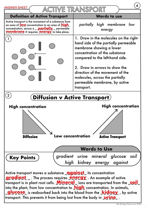 Gcse Biology Diffusion Osmosis And Active Transport Worksheet