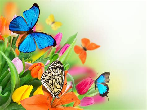 Beautiful Colorful Flowers Wallpaper - WallpaperSafari