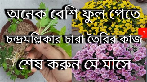 চন্দ্রমল্লিকার কাটিং থেকে চারা তৈরি। How To Grow Chrysanthemum From