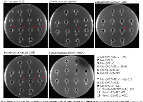 Figure 1 From Lipidated Variants Of The Antimicrobial Peptide Nisin