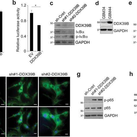 Ddx B Modulates Nf B Activity In Association With Lgp A Luciferase