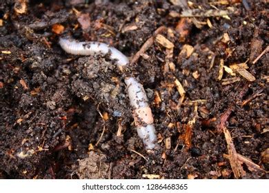 Earthworm Compost Stock Photo (Edit Now) 1286468365