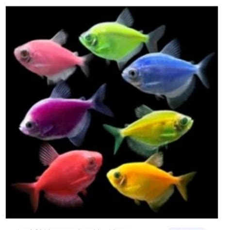 Jual Ikan Hias Warna Warni Glowfish Tetra Cardinal Glow Fish Shopee