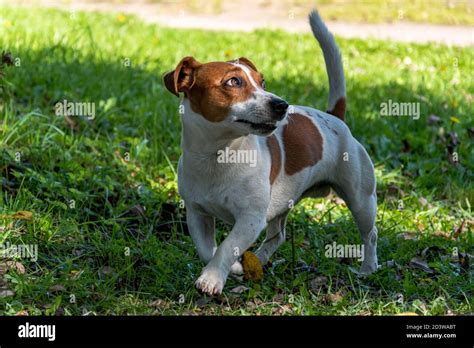 Happy And Smiling Jack Russell Terrier Runs Looking Aside Stock Photo