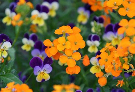 Photo Of The Bloom Of Siberian Wallflower Erysimum Marshallii Posted