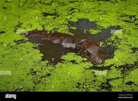 Pygmy Hippo High Resolution Stock Photography and Images - Alamy