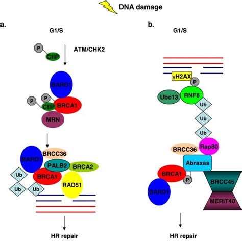 BRCA1 Functional Domains And Its Partners Asterisks Denote Direct