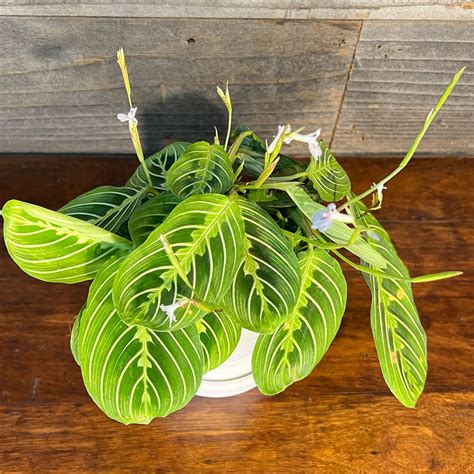 Maranta Lemon Lime Pot Plant Hawaii