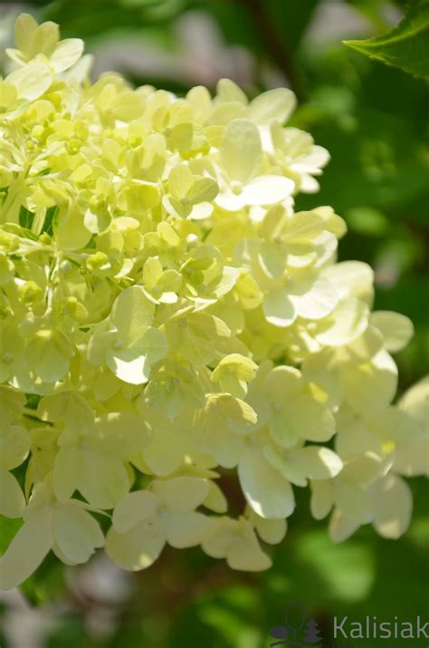 Hydrangea paniculata 'Graffiti' Hortensja bukietowa