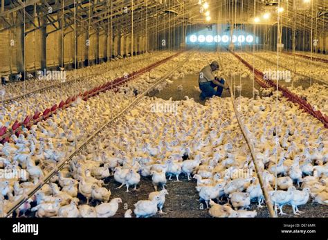 Broiler Chickens On The Brooding Area Of A Commercial Poultry Farm