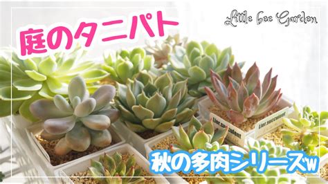 【多肉植物】秋の多肉シリーズ ️庭多肉の紅葉が始まっています ️【ガーデニング】 Youtube