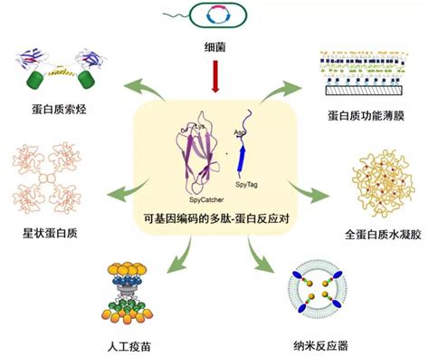 北京大学张文彬研究员系统评述：可基因编码的多肽 蛋白质化学反应对中国聚合物网科教新闻