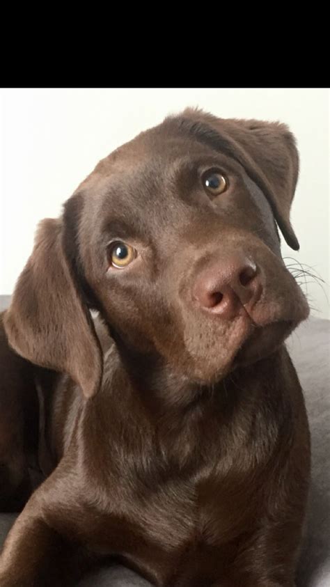 Female Chocolate Labrador Retriever Puppies