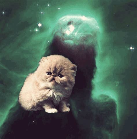 cats in space cat in space gif | WiffleGif