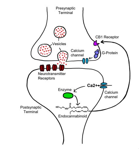 Neurotransmitters Atypical Neurotransmitters Introduction To