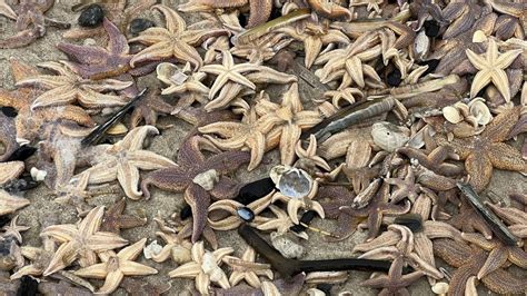 Sylt Warum Gerade So Viele Seesterne Am Strand Liegen