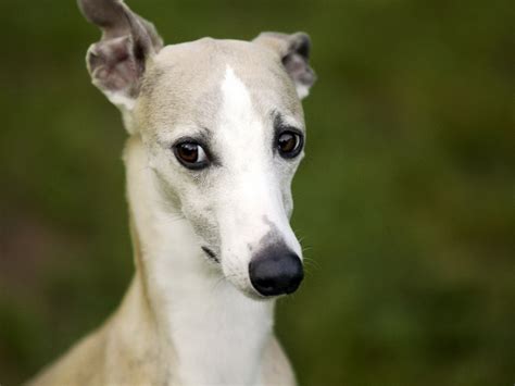 Whippet Wallpapers And Images Wallpapers Pictures Photos