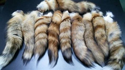 Real Fox Tail Fox Tail Fox Tails Red Fox Red Fox Tail Fox Etsy Red