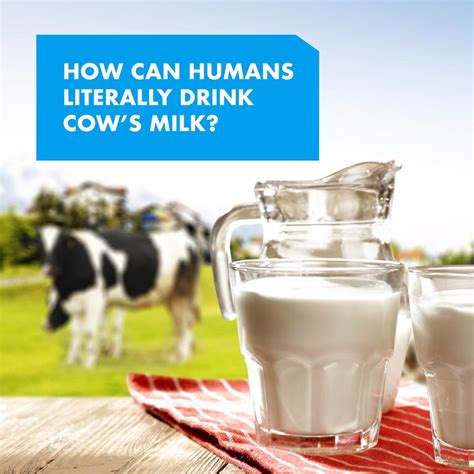 How Can Humans Literally Drink Cows Milk Swiss German University