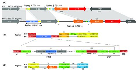 Comparison Of The A Mating Types In Agaricus Bisporus H39 And H97 A