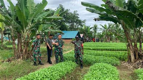 Danrem 174 Kolonel Agus Widodo Tinjau Kebun Pisang Dan Sayur Binaan