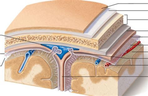 Protective Layers Of The Brain Diagram Quizlet