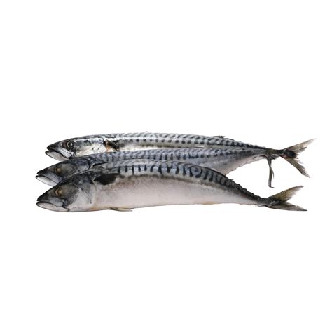 mackerel fish martindo