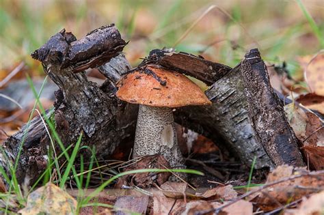 Tierra Seta Primer Plano Oto O Naturaleza Fondo De Pantalla Hd