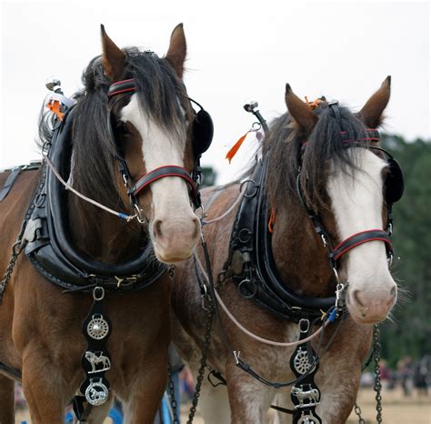 images beach sand vehicle rein stallion mane bridle