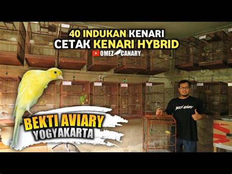 Cek Harga Anakan Bb Review Peternakan Kenari Di Bekti Aviary Jogja