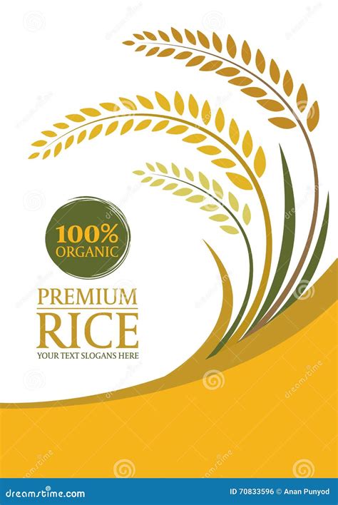 Yellow Paddy Rice For Background Layout Template Size A4 Vector