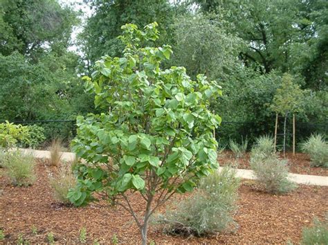 Cercis Chinensis Avondale