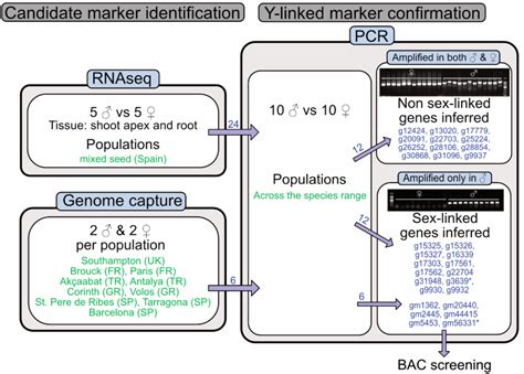 Figure 1 From Size And Content Of The Sex Determining Region Of The Y