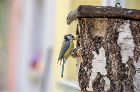 When Do Blue Tits Start Nesting? Essential Guide for Bird Lovers